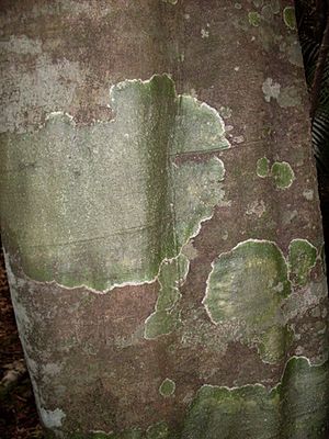 Guioa semiglauca bark.JPG