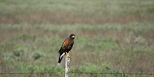 Harris's Hawk (Parabuteo unicinctus) on the road to Mezquital, Municipality of Matamoros, Tamaulipas, Mexico (18 March 2009)