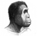 Homo rudolfensis