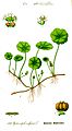 Illustration Hydrocotyle vulgaris0