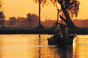 Kakadu 1329