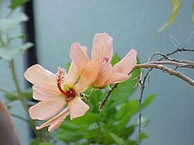 Lavatera phoenicea1