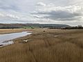 Leighton Moss reedbed