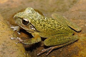 Lesueurs Frog09.jpg