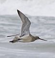 Limosa lapponica in flight (cropped)