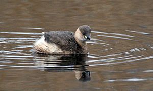 LittleGrebe1