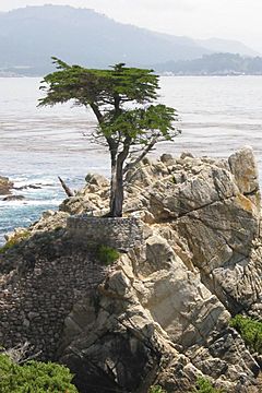 Lone cypress in 17-mile-drive.jpg