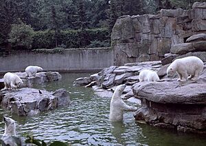 Louisville polar bears