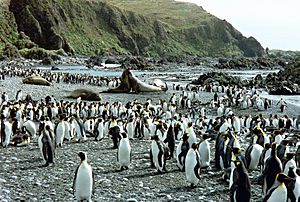 MacquarieIslandBeach