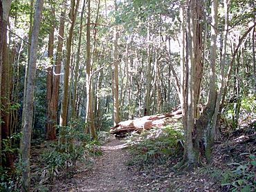 Macquarie Pass NP rainforest.JPG