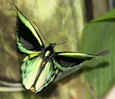 Male Cairns Birdwing