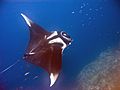 Manta birostris-Thailand4