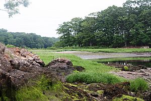 Marshlands Conservancy, Rye.jpg