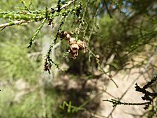 Melaleuca monantha 02