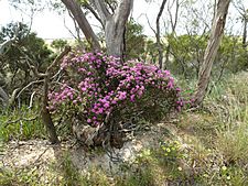 Melaleuca plumea (habit)