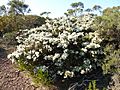 Melaleuca teuthioides (habit)