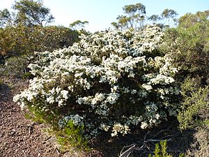 Melaleuca teuthioides (habit).JPG