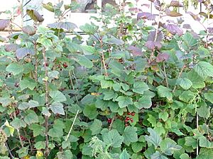 Menkovo - abandoned house with red currant - DSCF5767