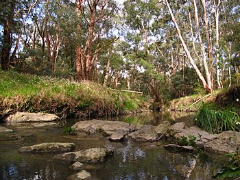 Mullum Mullum Creek in Mitcham.JPG