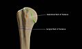 Neck-of-Humerus