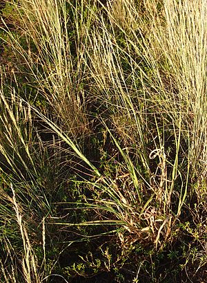 Panicum decompositum habit.jpg