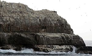 Pedra Branca gannets