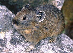 Pika in Nipesotsuyama