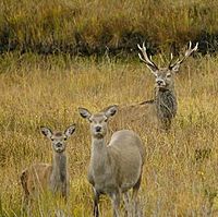 Red deer