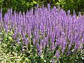 Salvia 'Mainacht'