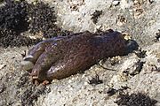 Sea-hare-morro-bay (431920585)