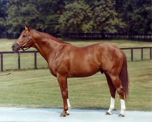 Secretariat at stud.jpg