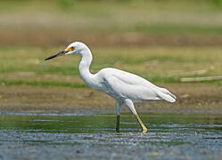 Snowy egret in JBWR (30217)