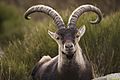 Spanish Ibex Portrait