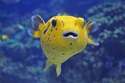 Spotted Pufferfish Arothron meleagris 02