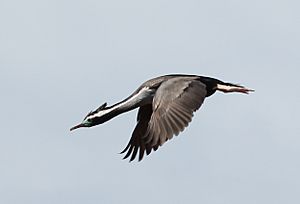 Spotted Shag (Phalacrocorax punctatus) in flight 2