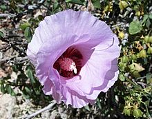 Sturts Desert Rose