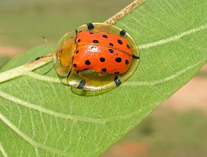 Tortoise beetle hess