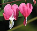 Tränendes Herz (Dicentra spectabilis)