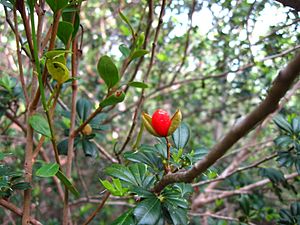 Trichilia triacantha fruit.jpg