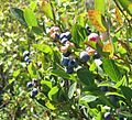 Vaccinium corymbosum 1