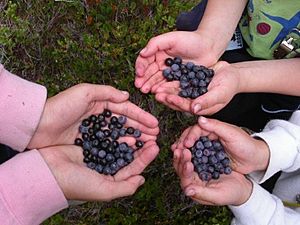 Vaccinium deliciosum