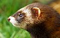 Velvet the polecat