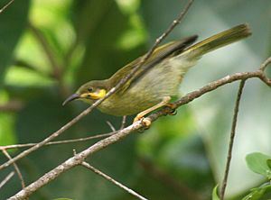 Wattled Honeyeater (Foulehaio carunculata)