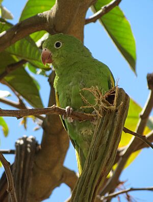 Yellow-chevroned parakeet 1 BH Zoo.jpg