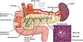 1820 The Pancreas