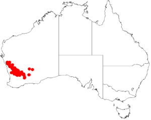 Acacia nigripilosaDistMap632.png