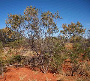 Acacia stipuligera habitus.jpg