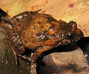 Adelotus brevis female.jpg