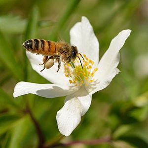 Apis mellifera - Anemone nemorosa - Keila2