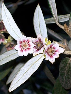 Atherosperma - Leura2